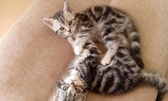 养宠科普：虎斑猫的智商相当于人的几岁？