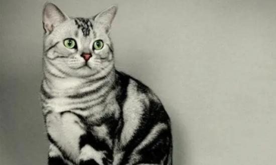虎斑猫纯不纯？怎么看？