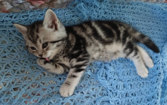 怎么预防虎斑猫弓虫体病，犬猫弓形虫病及预防！