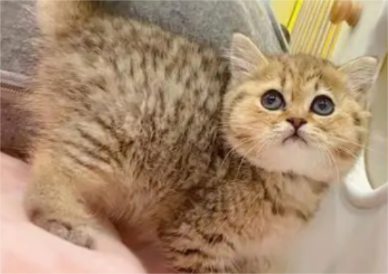 金虎斑猫是什么品种？你了解过吗？
