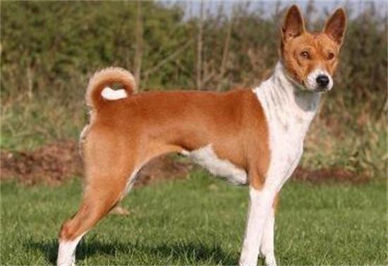 贝生吉犬发源和详细介绍