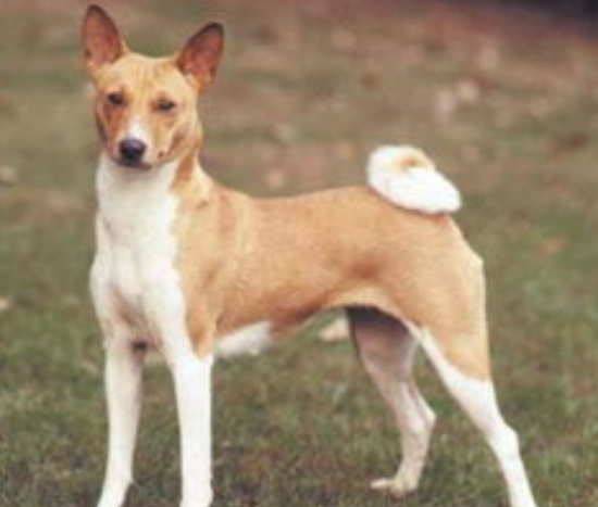 贝生吉犬何时产崽