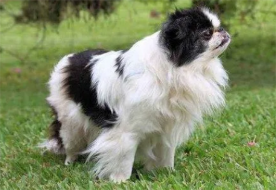 日本狆犬从哪里能买到