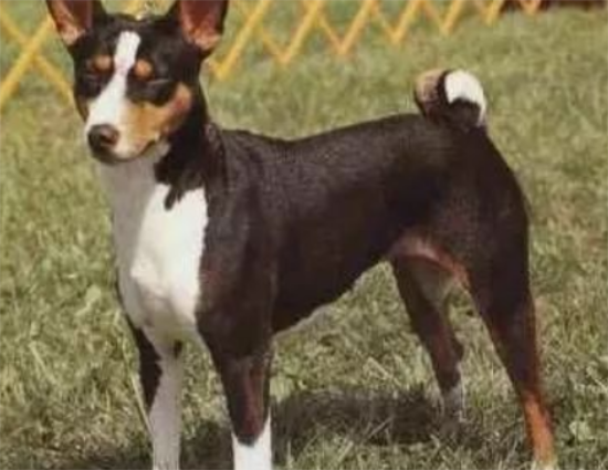 贝生吉犬何时产崽