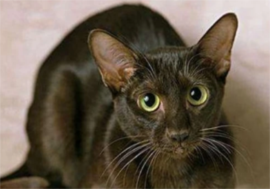 如何挑选哈瓦那棕猫？这5点挑选技巧一定要掌握