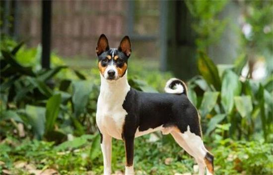 “暖男”贝生吉犬闪亮登场