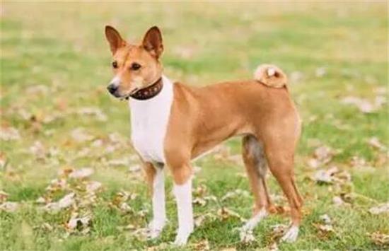 贝生吉犬发源和详细介绍