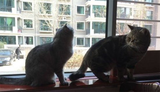 哈瓦那棕猫乱抓家具怎么办？铲屎官赶紧学习一下！