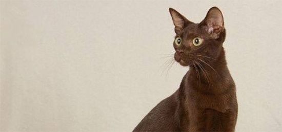 哈瓦那棕猫为什么要绝育