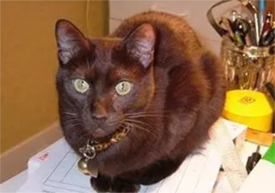 哈瓦那棕猫生病吃什么？来这里看看吧~