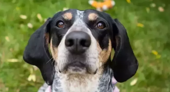 黑褐猎浣熊犬的性格外貌特征