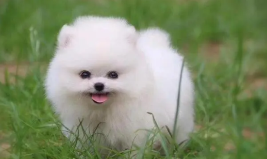 俊介犬能长多大？俊介犬是什么品种？