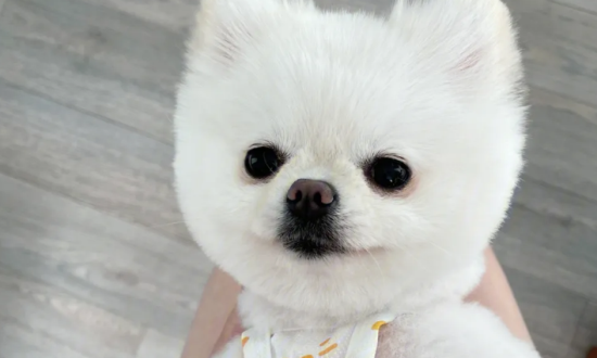 俊介犬的缺点掉毛吗