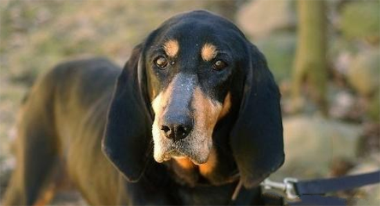 黑褐猎浣熊犬性格和体貌特征介绍