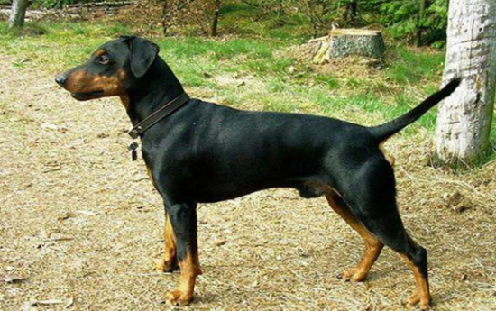 黑褐色猎浣熊犬的养护常识 注意清洁卫生