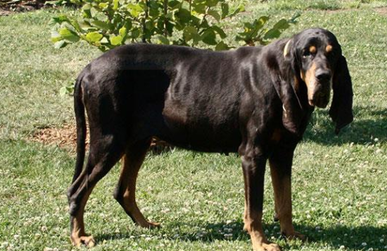 黑褐猎浣熊犬怎么喂养？
