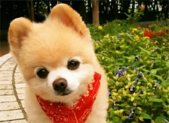 俊介犬是什么品种