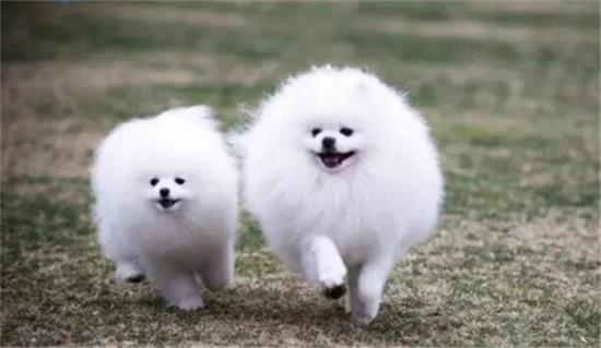 博美和俊介哪个更聪明
