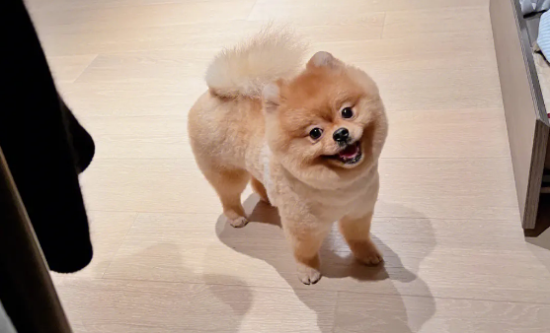 俊介犬不修毛的样子