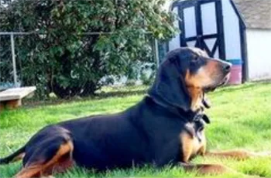 怎样训练黑褐猎浣熊犬躺下？掌握这些要领就很轻松！