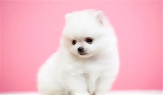 茶杯俊介犬多少钱一只？