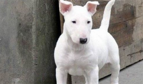 迷你牛头梗幼犬怎么喂呢？最好这样做