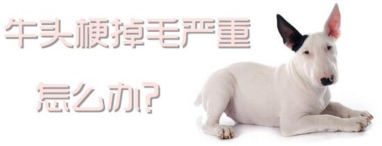 牛头梗掉毛严重怎么办？这些方法试一试！