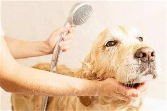 刚出生的幼犬洗澡问题及注意事项
