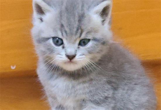 蓝猫和狸花猫串串图片