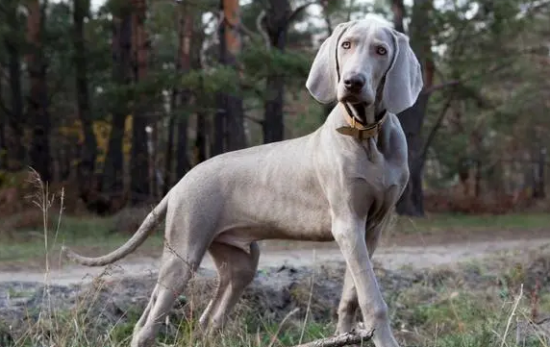 威玛猎犬鼻子干是怎么回事？来了解下吧