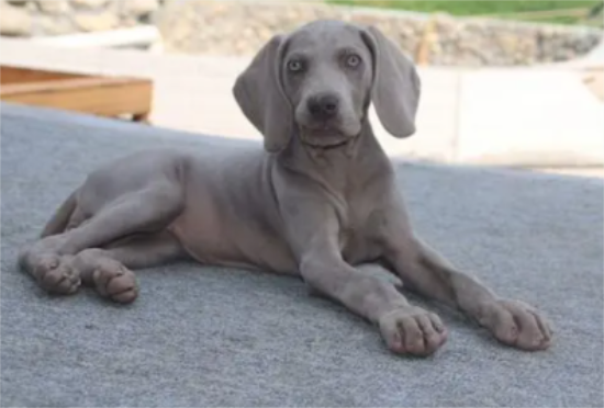 威马犬做军犬好吗