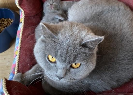 蓝猫孕期多少天生产