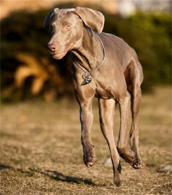 如何喂养威玛猎犬？威玛猎犬的种群现状
