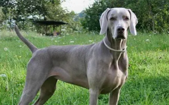 威玛猎犬牙齿怎么洗？刷牙方法是？