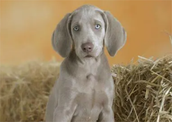 一文告诉你，威玛猎犬性格怎么样？