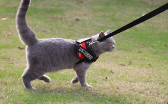 蓝猫下崽吃什么奶水多