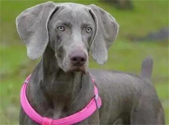 威玛猎犬有咽炎怎么办？治疗难题？