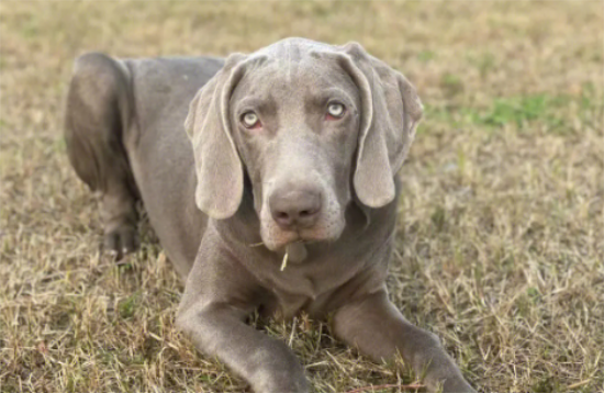 这篇魏玛犬的挑选技巧，你值得收藏