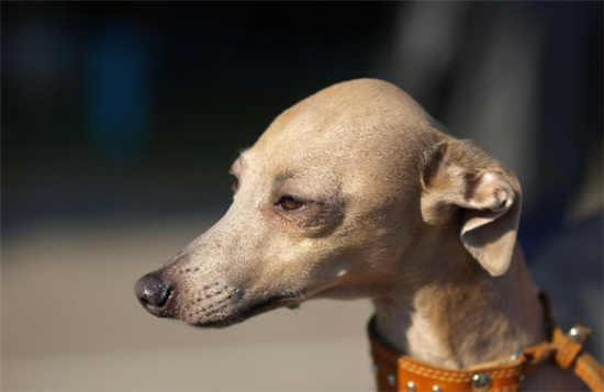 意大利灰狗好养吗？是喜欢奔跑的犬种