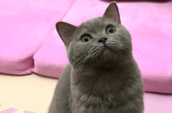 蓝猫的脾气性格怎么样呀