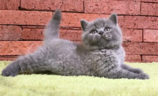 蓝猫为啥只能活3四年