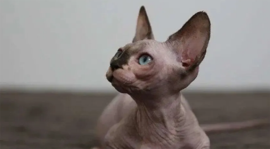 猫猫品种花色大合集五：无毛猫有哪些种类？