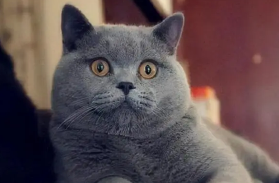 养蓝猫需要注意事项有哪些