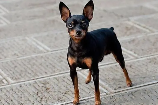 小鹿犬最迟几个月立耳