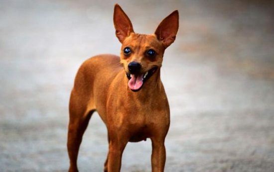 小鹿犬为什么没人养
