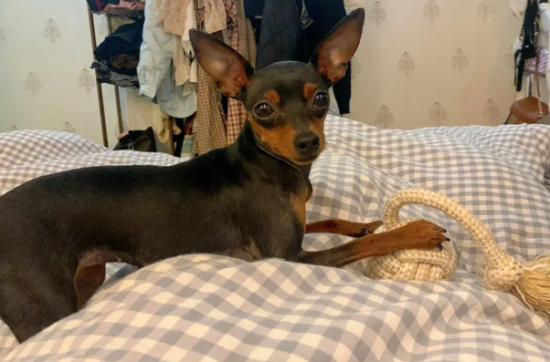 小鹿犬最迟几个月立耳