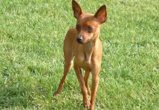 小鹿犬和人睡有害吗