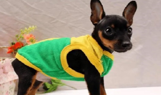 小鹿犬为什么这么臭