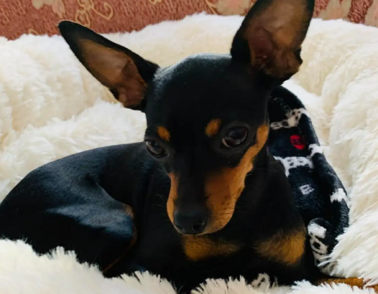 小鹿犬掉毛有白色皮屑