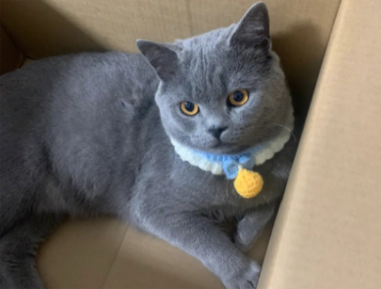 养蓝猫到底公猫好还是母猫好？